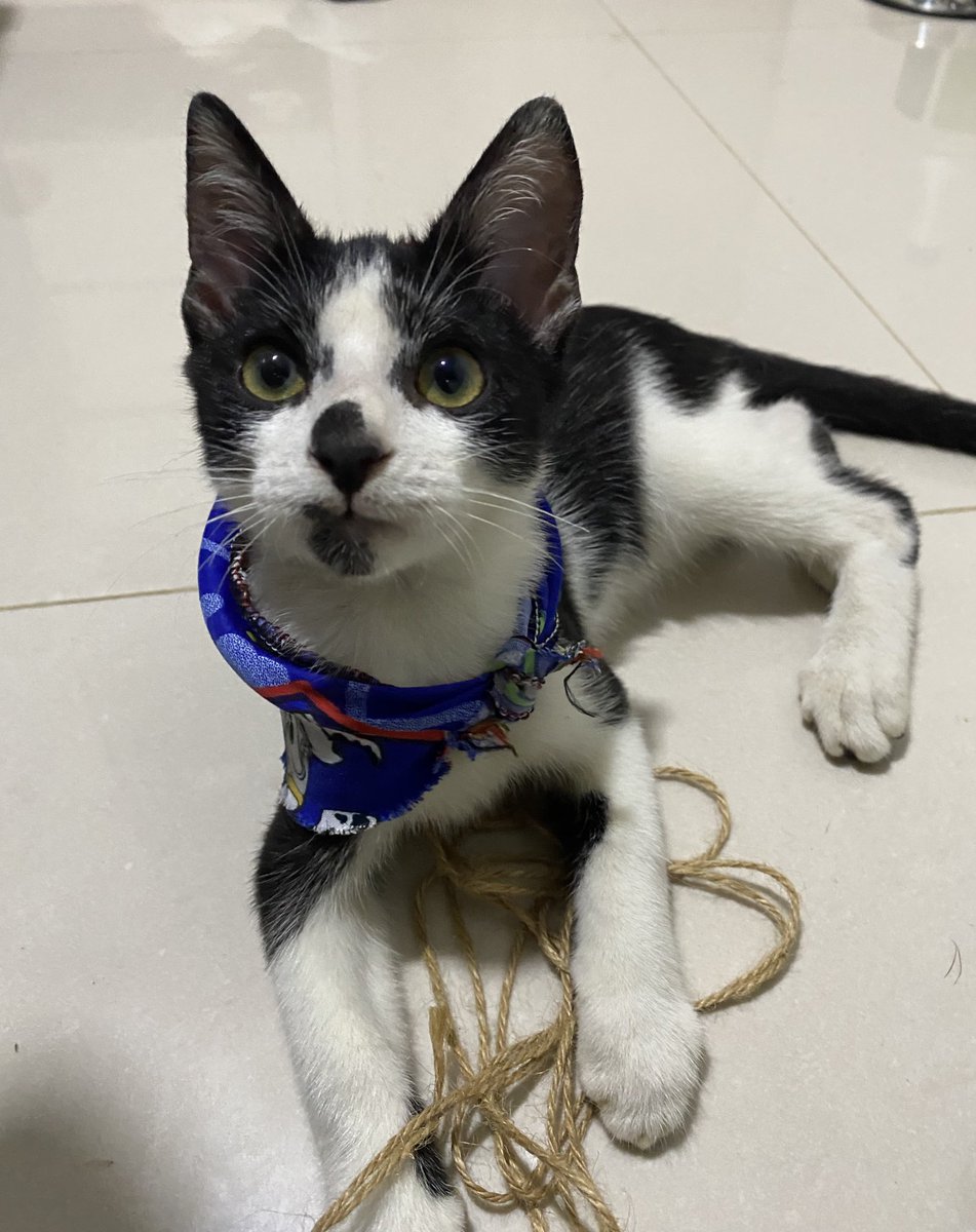 nana1gc's tweet photo. EN ADOPCIÓN!💖Gatito Macho, 3-4 meses, desparasitado, sano, negativo a Sida/leucemia, tierno, juguetón. Solo Barranquilla. No se hacen procesos de adopción con menores de edad 🔞  si no pueden adoptar, pueden compartir🥰 https://t.co/5YguclQkUf