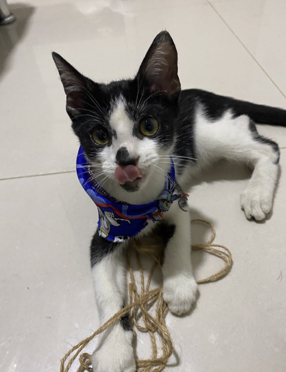 nana1gc's tweet photo. EN ADOPCIÓN!💖Gatito Macho, 3-4 meses, desparasitado, sano, negativo a Sida/leucemia, tierno, juguetón. Solo Barranquilla. No se hacen procesos de adopción con menores de edad 🔞  si no pueden adoptar, pueden compartir🥰 https://t.co/5YguclQkUf