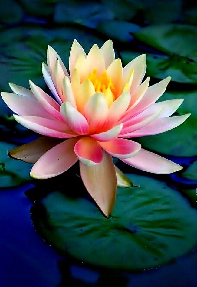 I am here

To be here

I am the 

Embodiment

Of love

I am love

Incarnate

✨
🪷

#EmbodyLove
#Incarnation
#LoveIsTheWay
#Lotus