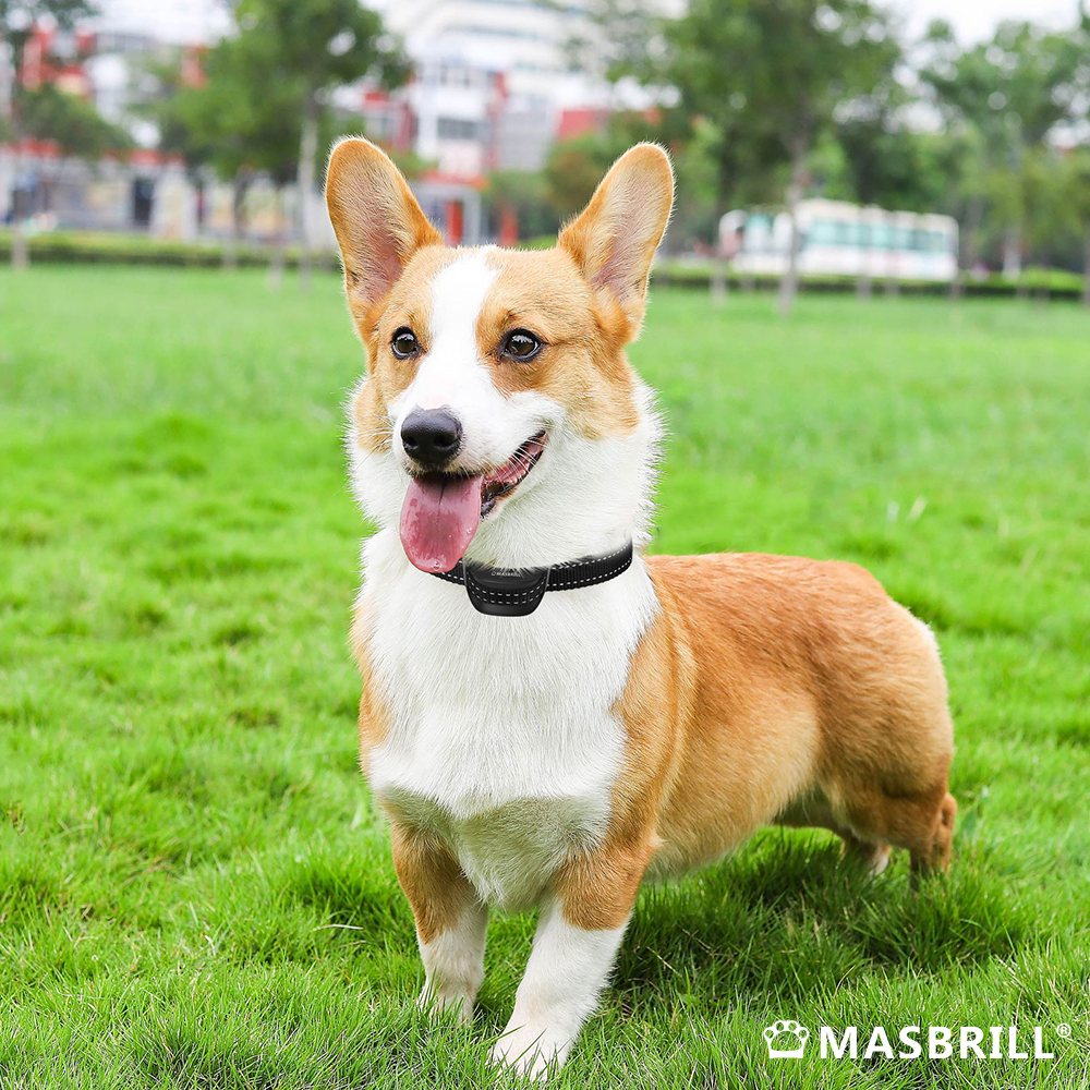 Masbrill_World's tweet photo. #Masbrill Rechargeable No Bark Dog Collar,Custom colorsππ for your dog are available for orders over a certain quantityπππ
#dog #dogs #doglover #dogtoys #dogtoysgalore #doglife #dogsofinstagram #dogloversofinstagram #dogstagram #dogsoffacebook #doglifestyle #valentineday https://t.co/8S029yizQz