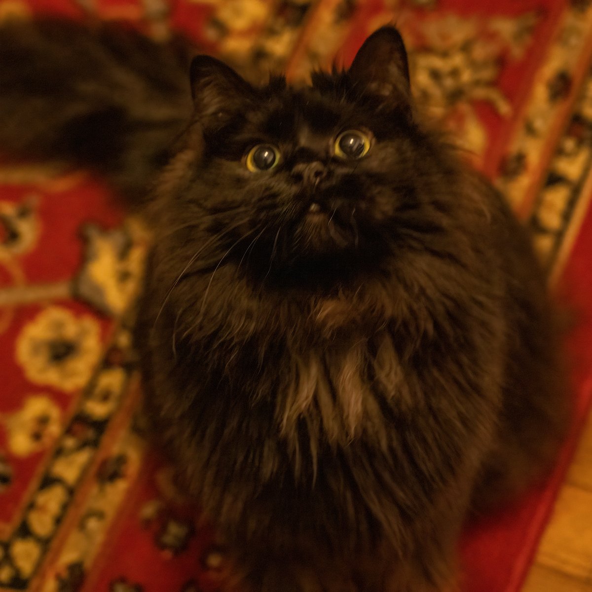 Sid
