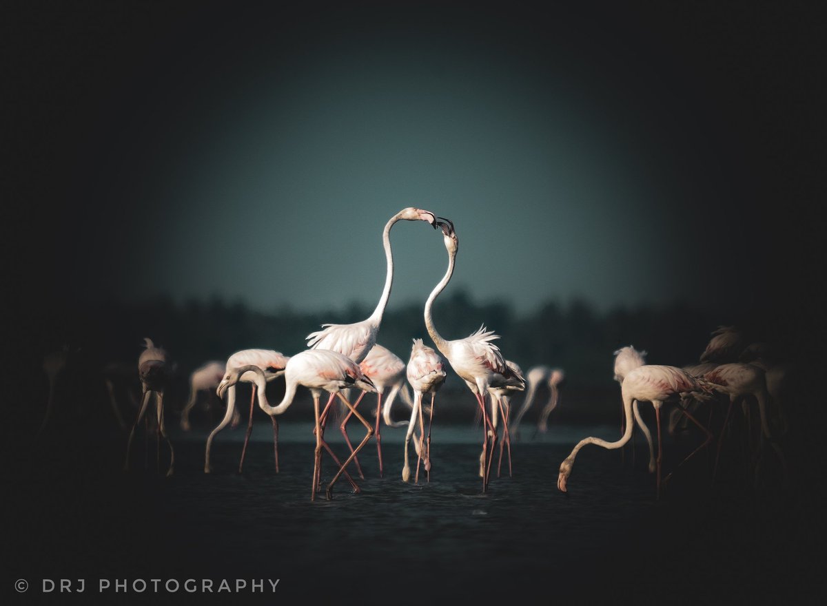 ❤️❤️ 
.
Flamingo
/ #sonyalpha #sigmalens 
#bbcearth #bbcwildlifepotd

#best_birds_photography #wildtamilnadu #best_birds_of_ig #earthcapture #wildlifeheritage #nuts_about_birds #birdphotographersofindia #birds_brillance #birds_captures #eye_spy_birds #TNForest