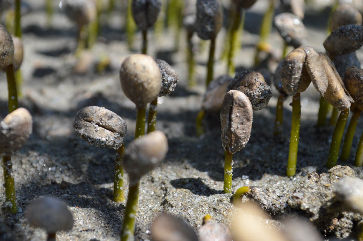 Así sucede el milagro de la vida en el café.
.
En la foto pueden ver varias semillas germinadas.
.
La foto fue tomada por este servidor en la finca de un productor de café en Bocono.