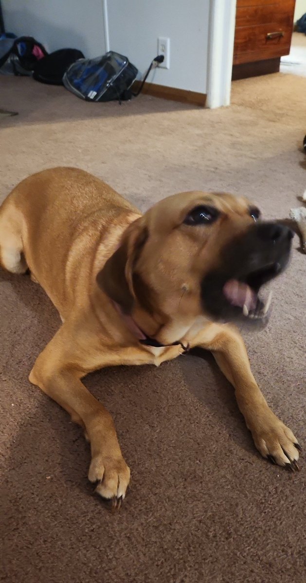 A beer spilled that we didn't know about so now our dog is drunk and actin silly as hell