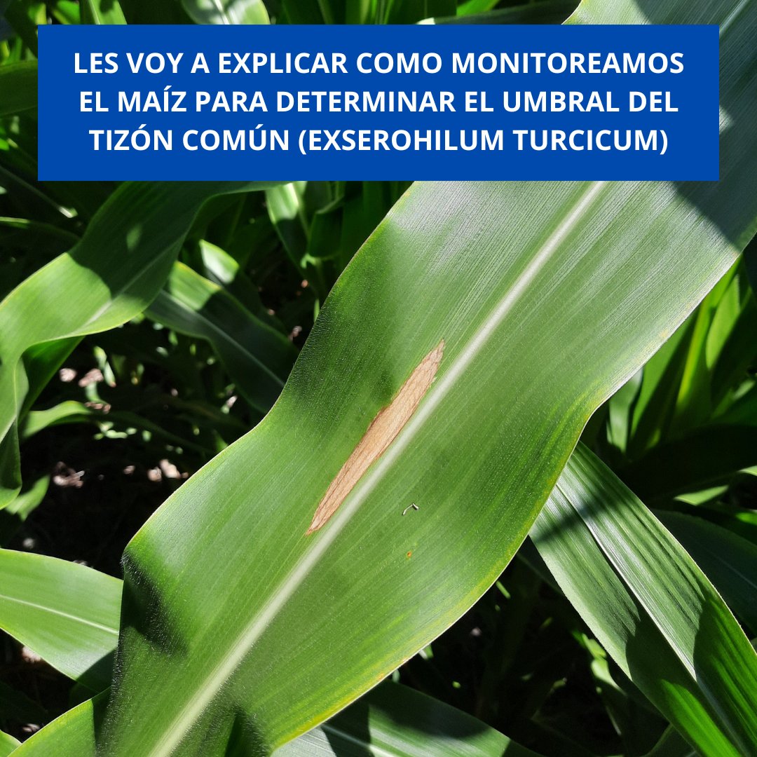 Nicolás Scandolo tweet media