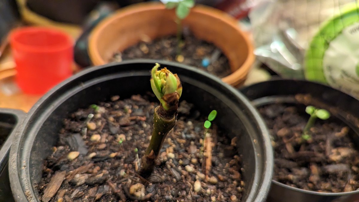 ilovegarick's tweet image. So if the buds from my mulberry and Asian pear scion cuttings are beginning to sprout leaves, I assume that is a good sign that the plants are living. Thank you #crfg scion exchange.
