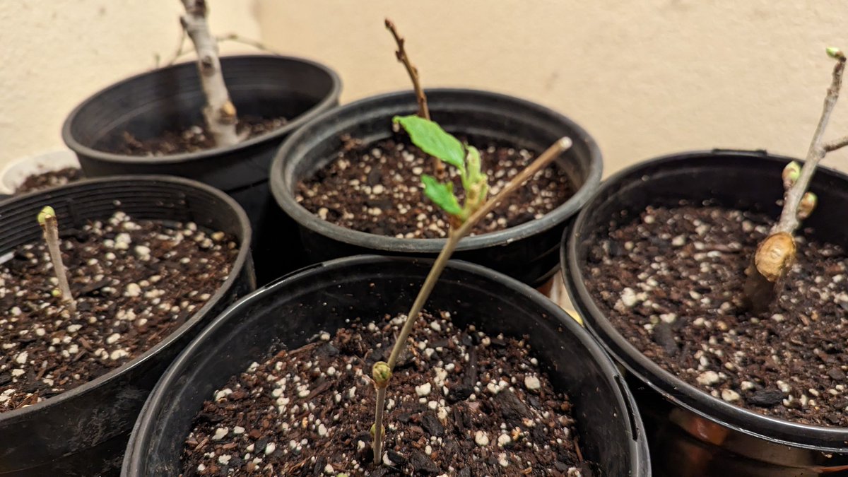 ilovegarick's tweet image. So if the buds from my mulberry and Asian pear scion cuttings are beginning to sprout leaves, I assume that is a good sign that the plants are living. Thank you #crfg scion exchange.