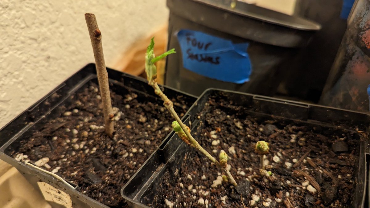 ilovegarick's tweet image. So if the buds from my mulberry and Asian pear scion cuttings are beginning to sprout leaves, I assume that is a good sign that the plants are living. Thank you #crfg scion exchange.