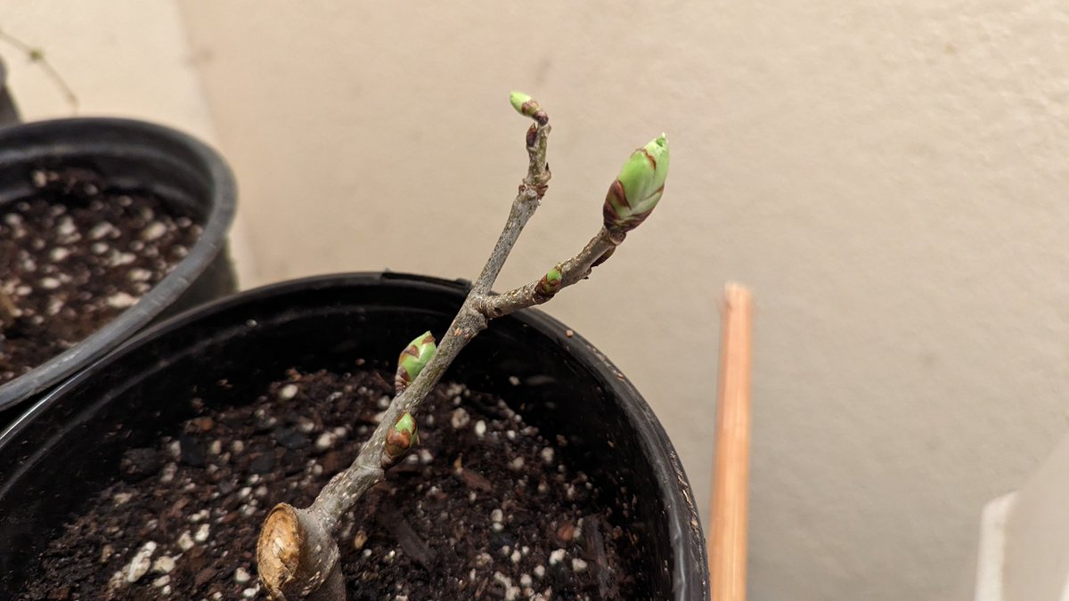 ilovegarick's tweet image. So if the buds from my mulberry and Asian pear scion cuttings are beginning to sprout leaves, I assume that is a good sign that the plants are living. Thank you #crfg scion exchange.