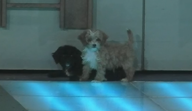 ElLauchaOkey's tweet photo. MIRA LO QUE SON POR EL AMOR DE DIOS. SON 2 BEBES NOOOO #GranHermano https://t.co/OWR2mD7fk4