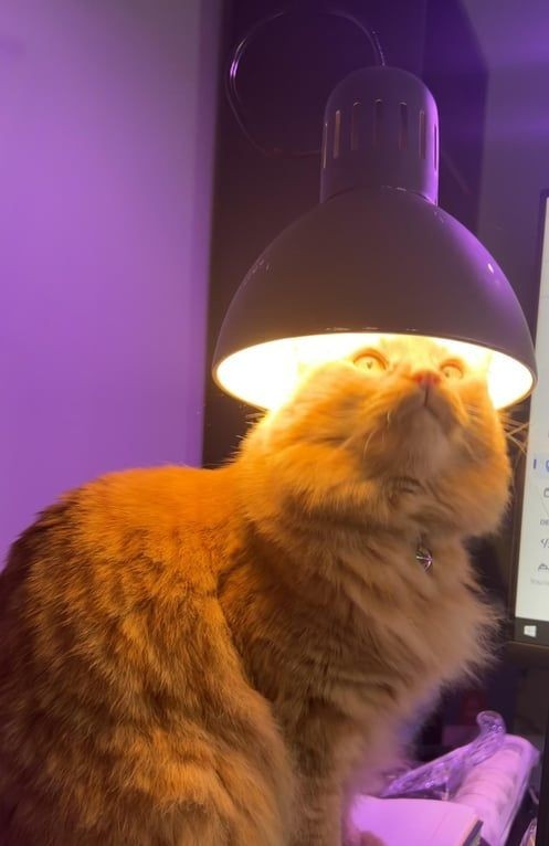 DontShowYourCat's tweet photo. THEYRE COMING https://t.co/F4q8QWWOVU