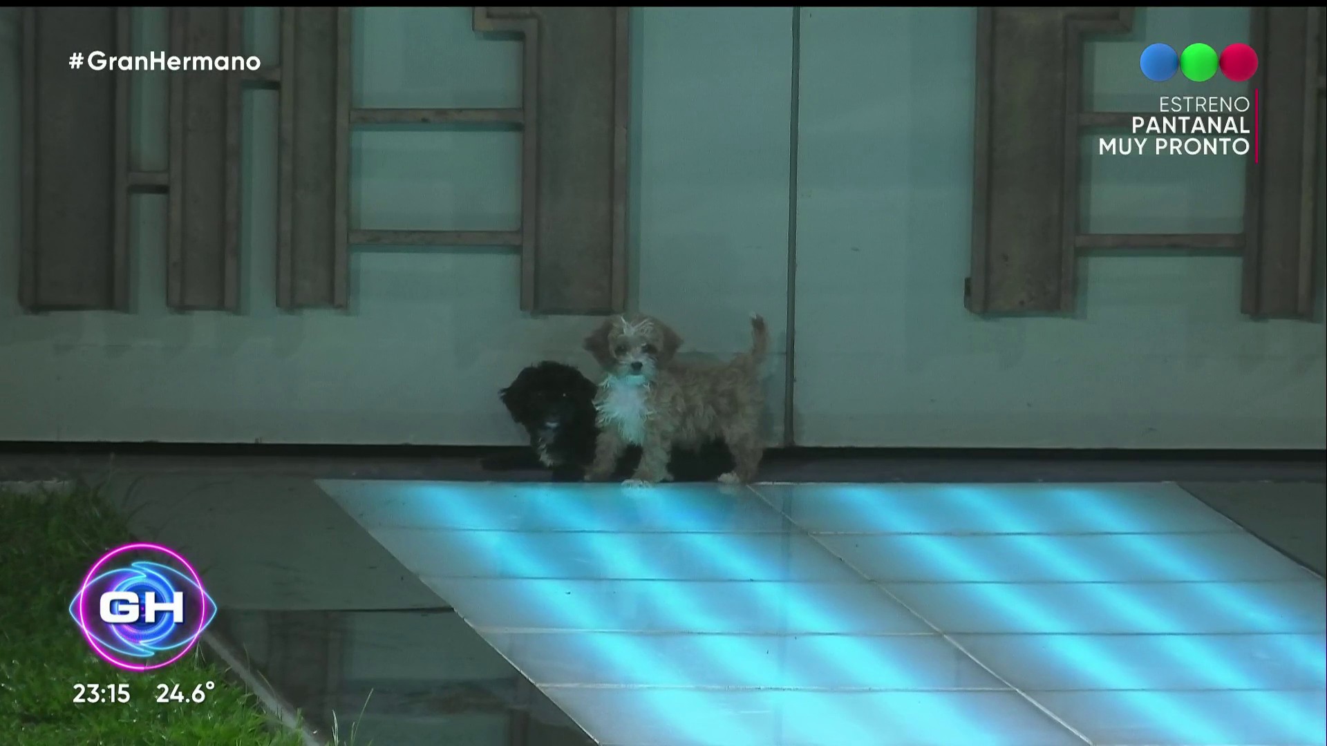 Gran Hermano on Twitter: "¡Mucha ternura! Los nuevos integrantes de # GranHermano enamoraron a los jugadores?? Seguí #GranHermano gratis, las  24hs y en vivo por https://t.co/f0OktsoMR2 #GH2022 https://t.co/qP1cZi9vDP"  / Twitter