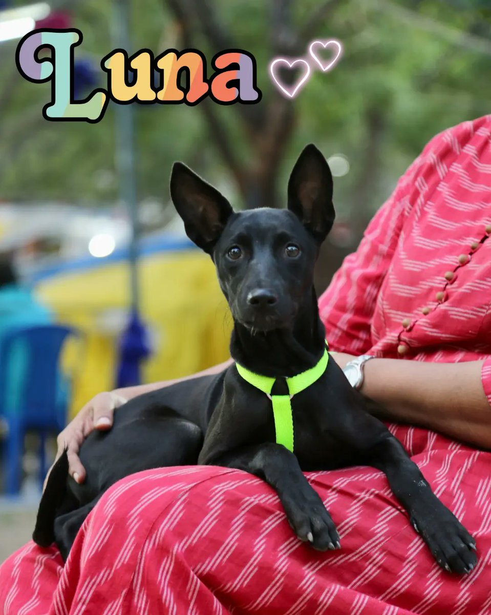 iadopt_in's tweet photo. Meet Luna, the cuddle-loving indie pupper ready to steal your heart!❤🐶

This little cutie is overflowing with love and ready to share it with you. Adopt Luna today and experience endless cuddles and playtime fun! #LunaTheLovablePupper #AdoptDontShop https://t.co/9yrAC1O8RU