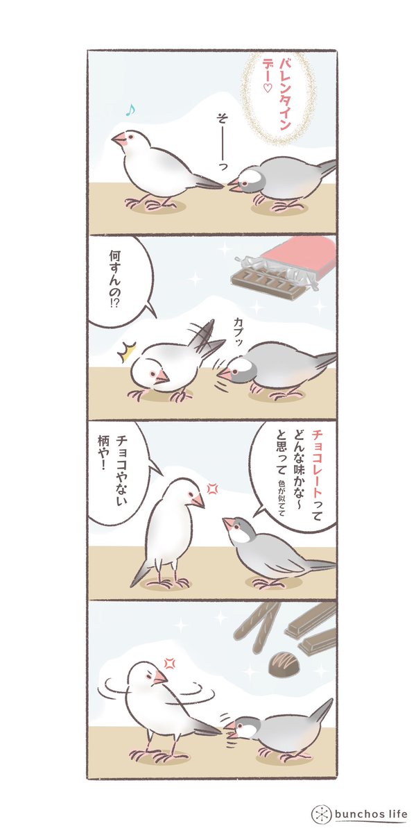 しょうもない内容ですがバレンタインデーネタ置いておきます
#文鳥 
#4コマ漫画 