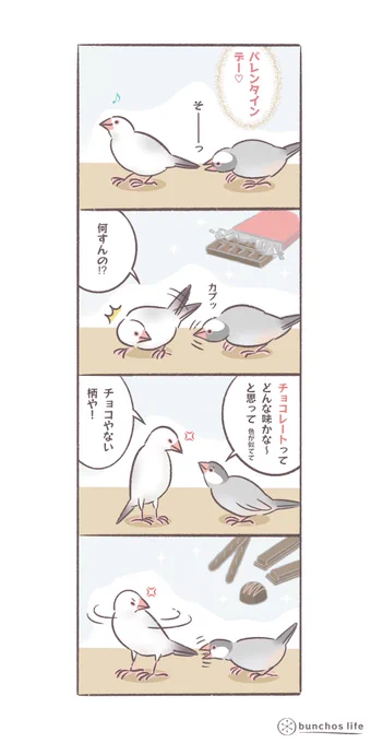 しょうもない内容ですがバレンタインデーネタ置いておきます
#文鳥 
#4コマ漫画 