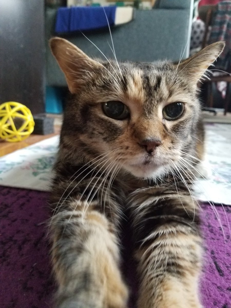 sarahrdynan's tweet photo. I can't emphasize enough how worthwhile it was adopting a 13-yr-old, overweight torbie cat, who just needed patience, trust, and a whole lot of playtime to bloom into the sweet, cuddly and, yes, bossy friend that we miss so immensely. Do yourself a favor, #AdoptSeniorPets https://t.co/6iTM22jvQp