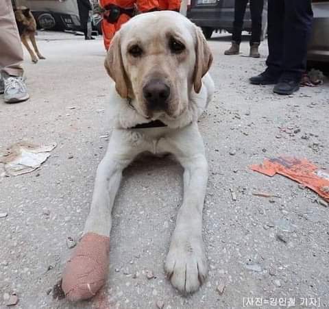 rogeliomtz75's tweet photo. Él es TOBAEKI del equipo de búsqueda y rescate surcoreano. Él ha encontrado a más de cuatro personas con vida en Turquía, pero en una búsqueda se lastimó su patita y fue retirado de la labor. https://t.co/caYxZcmoqp