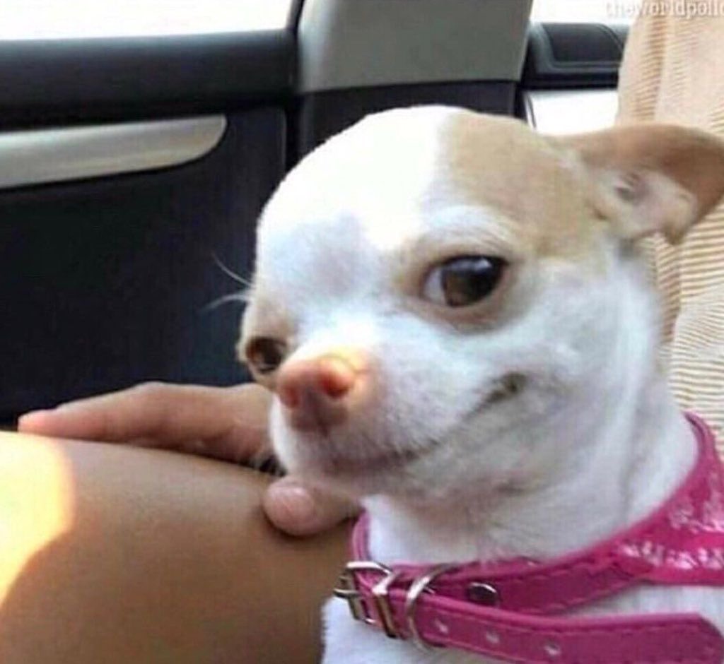 El perrito mirando a Marcos