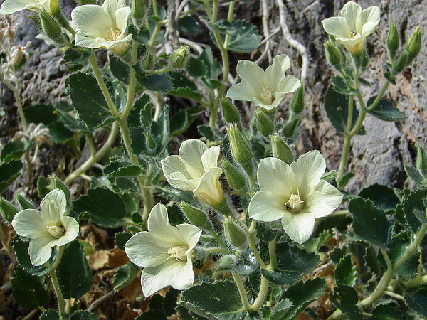 goliath0825's tweet photo. New artwork for sale! - "Desert Holly" - https://t.co/CJwgCJSsTK @fineartamerica https://t.co/dKUhkw4swO