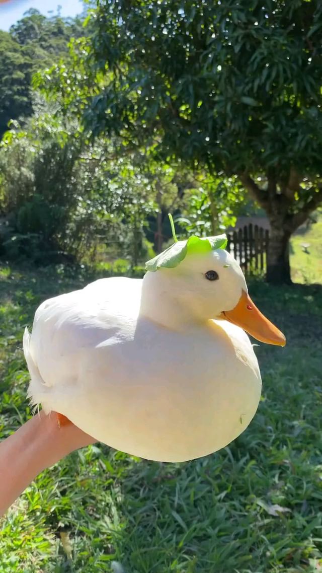 If really love duck type 'yes' in comment.