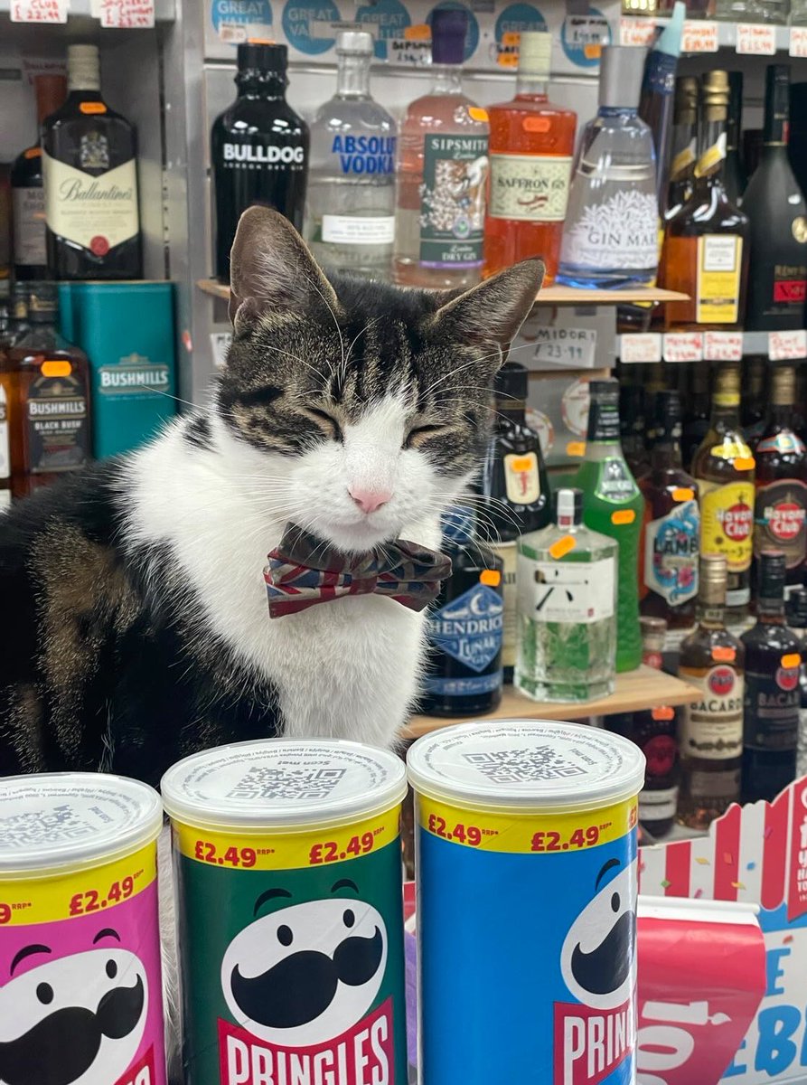 Bodegacats_'s tweet photo. https://t.co/DQUf7C5POY