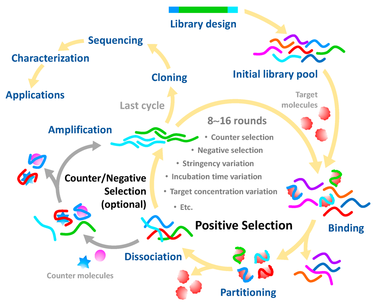 Sensors_MDPI's tweet image. #highlycitedpaper
Pesticide Aptasensors—State of the Art and Perspectives
mdpi.com/1424-8220/20/2…
#aptamers #SELEX #pesticides #biosensors #ASSURED