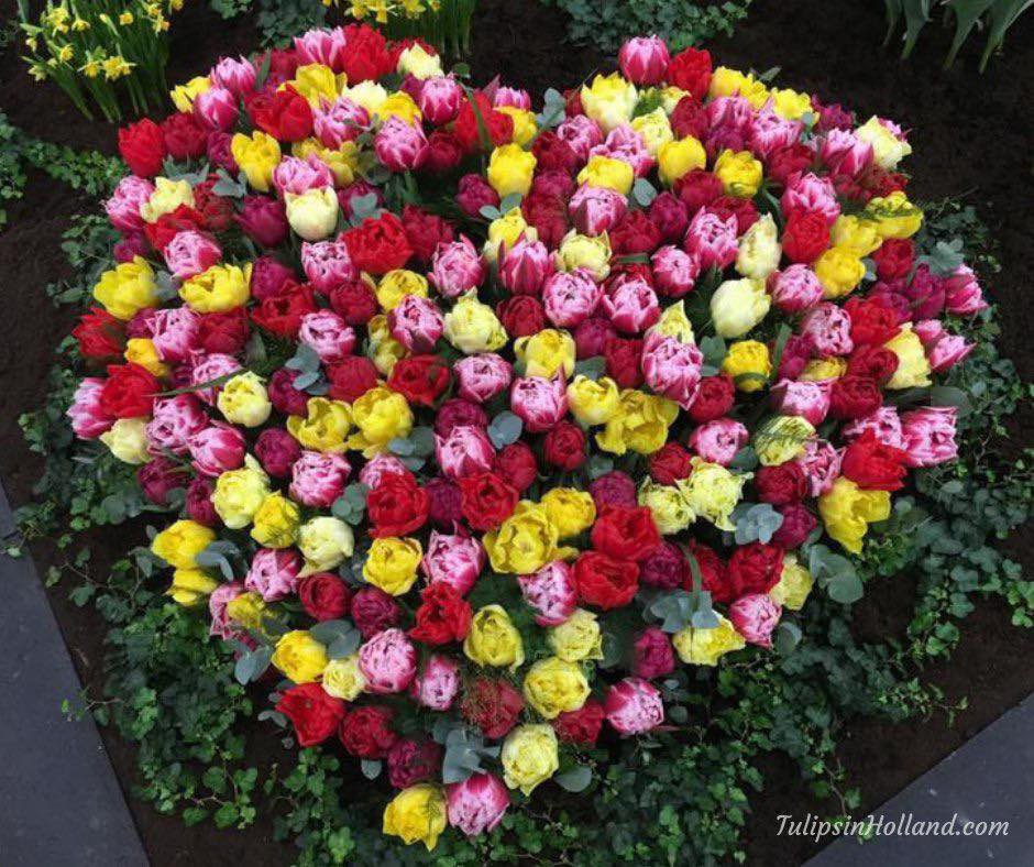 Happy Valentines Day with this heart of double tulips! 💕🌷

#travel to the #tulipsinholland spring 2023 tulipsinholland.com
