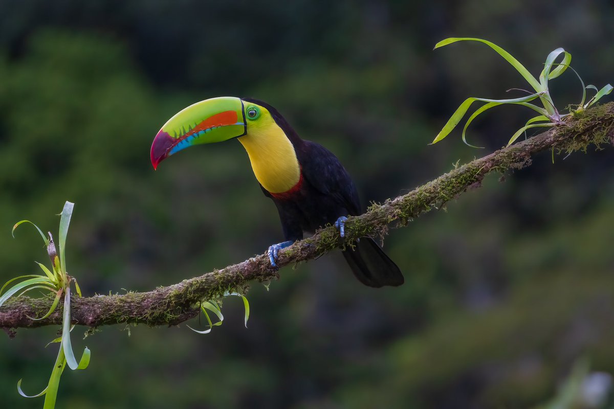 alegam_22's tweet photo. Every pixel in these photos says Costa Rica 🇨🇷 How about that little jump in the last photo? 👀 IG: @alegam22

📸: #sonya6100 | #tamron 70-300 @ 217 | F5.6 | 1/1000 | ISO 2000 &amp; 2500

📍&amp; 🗓️: @lagartoecolodge Boca Tapada, San Carlos, Costa Rica 🇨🇷 | Feb/2023 https://t.co/xLKB2mJNs5