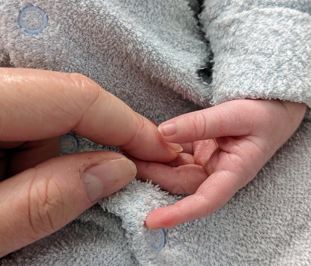 Lauren Gawne tweet media