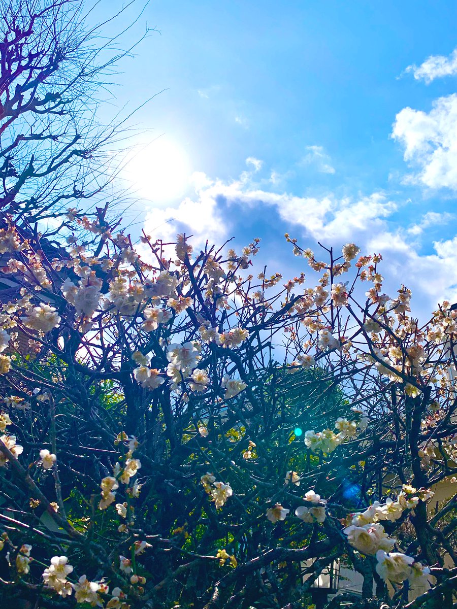 Morzat_Chopin's tweet photo. 空♡久しぶりに良いお天気☀🙌🏻梅の花もほぼ咲き誇った❁⃘*.゚春が近づいてる🌸
#空 #イマソラ #空好きな人と繋がりたい #青空 #雲 #太陽 #梅の花 #綺麗 #もうすぐ春 #植物 #sky #skylover #bluesky #cloud #sun #flowers #beautiful #Springcomingsoon #plant https://t.co/YMxZQpyS5E