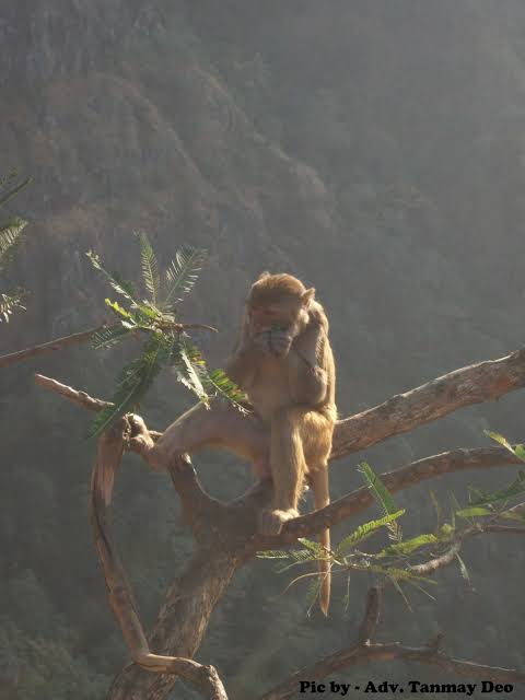 Adv. Tanmay Deo tweet media