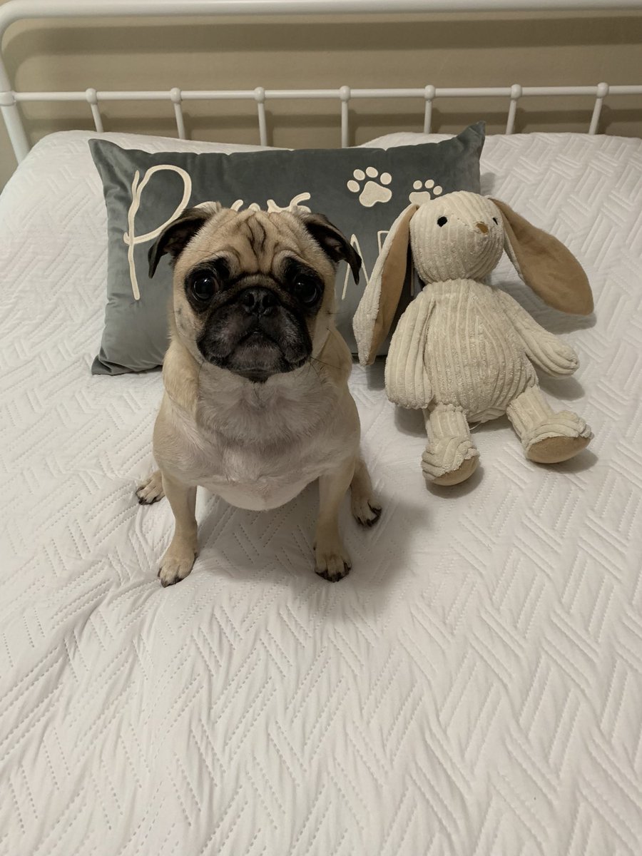 PetuniaMaePug's tweet photo. Mum and I send PRAYERS ๐ and LOVE โค๏ธ to all those affect by this horrific MSU shooting tonight. As we lay our heads down tonight we will be thinking of you. ๐Hug๐ค your loved one friends. ๐ #Prayers #PrayingforMSU https://t.co/lwh3KJHpAj