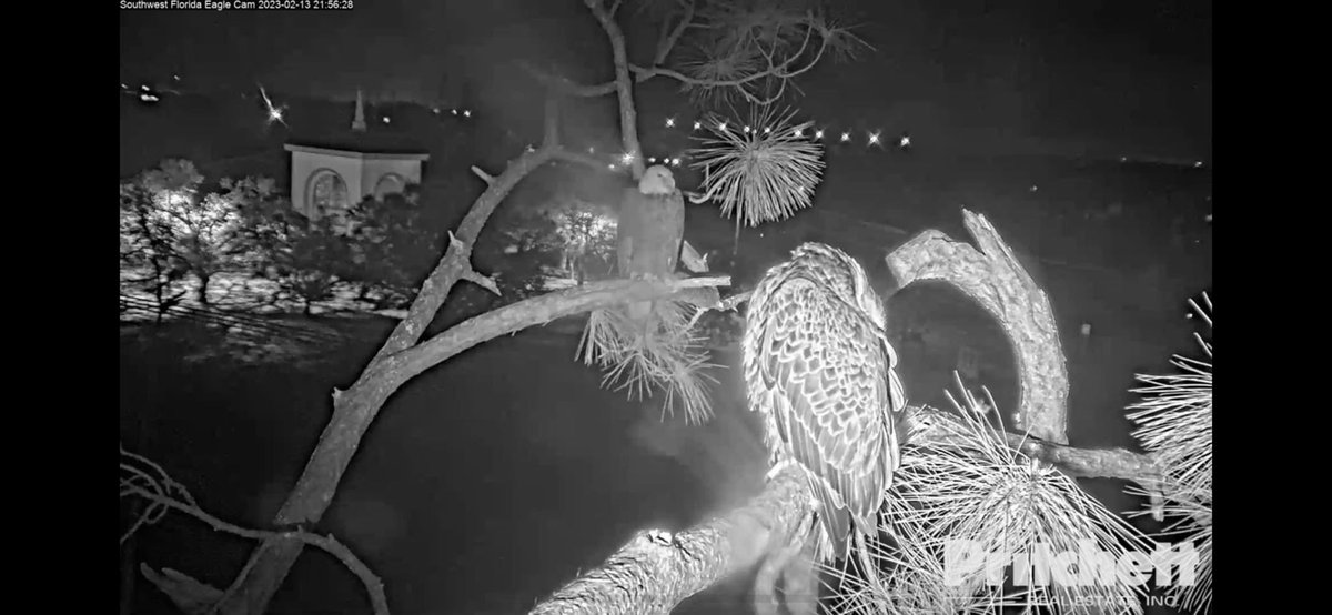 SWFLEagleCAM's tweet photo. So many emotions as we watch M (closest to the cam) allow a visiting eagle to stay in the nest tree in such close proximity to the eaglets! Watch it live @ https://t.co/YBIKaaUcaX https://t.co/ZRz3CpkfAl