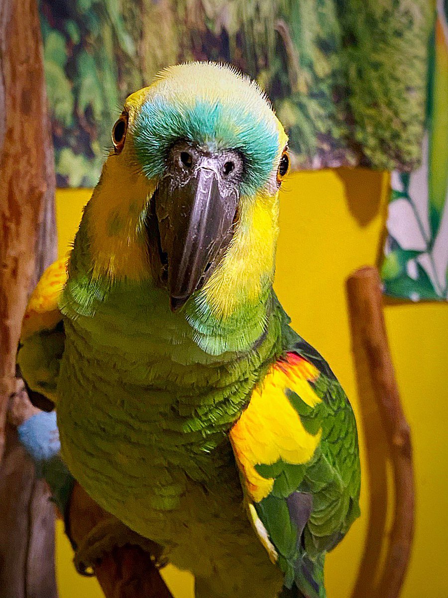 tracicarroll_'s tweet photo. Goodnight 💤 Boo. I love ❤️ you. Did you know that animals and in particular parrots 🦜 have a high sensitivity to your feelings and how your energy and emotions are vibrating!?! #loveyourparrot #parrotcare #saveaparrot #flockpower #tracicarroll #boothebluefrontedamazon https://t.co/uoqSHHRqi1