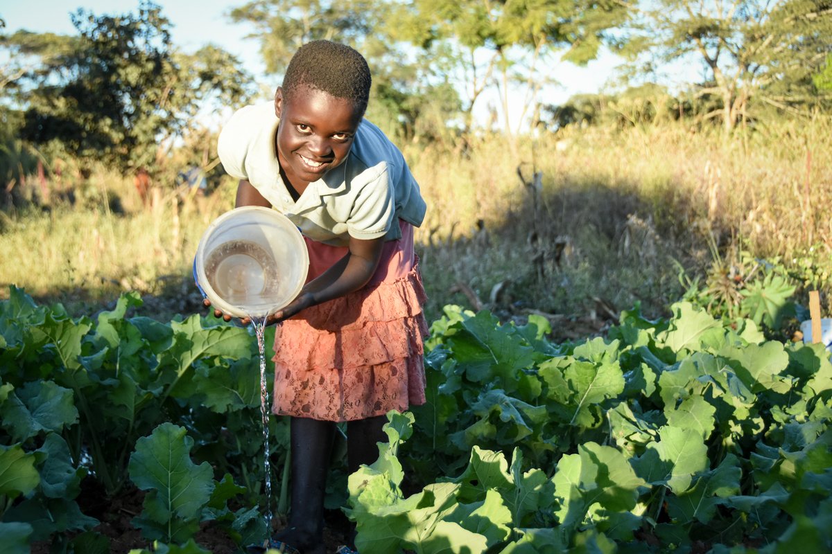 WorldVisionZamo's tweet photo. With the help of World Vision's training, #farmers have learnt how to improve their crops' quality, ensure water access, reduce loss, and boost harvests, which has improved their access to markets and increased their revenue. #Livelihood #empoweredworldview https://t.co/tznuxkttkx