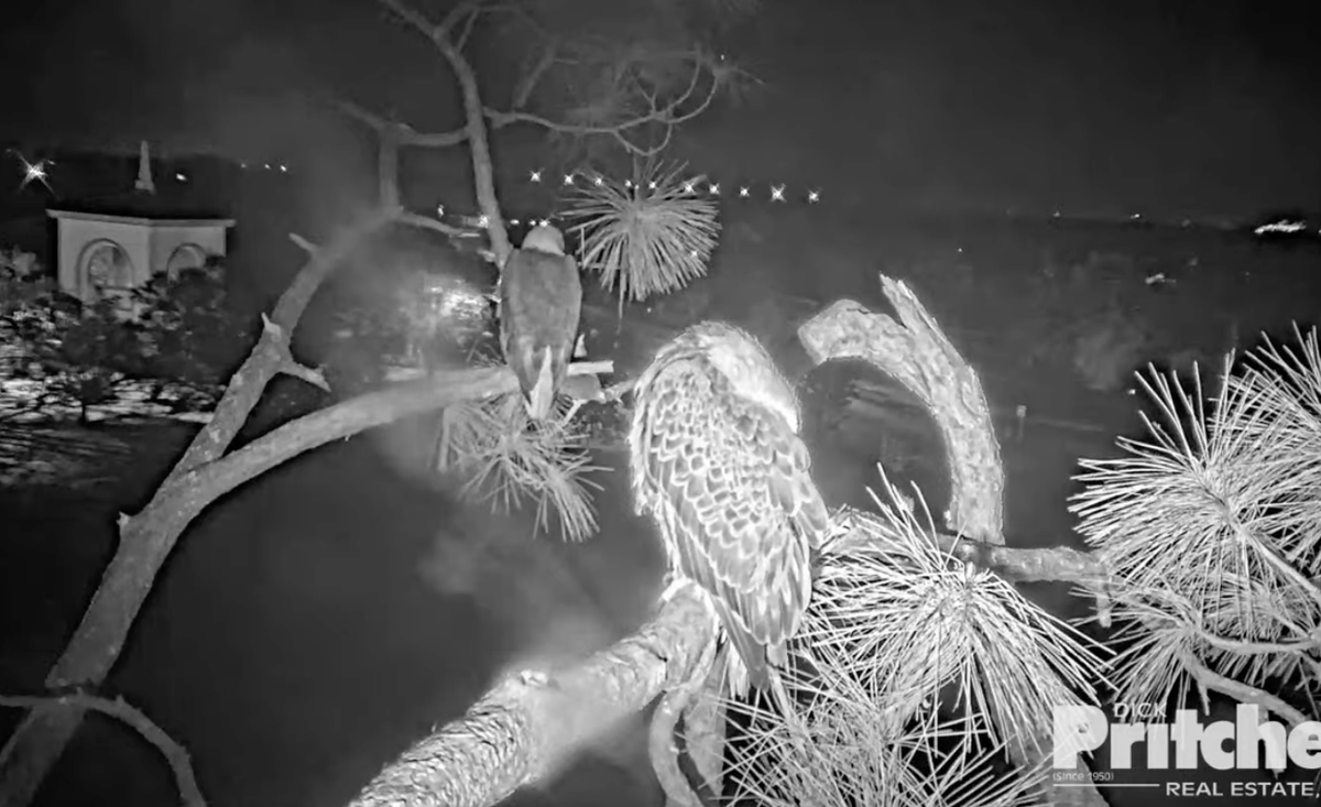 NikkiJax222's tweet photo. This is amazing. The newly single dad, M, is allowing anther eagle to be in the tree this close to the nest. #SWFEC South West Florida Eagle Cam #HarrietRIP https://t.co/efQD0vzK0T
