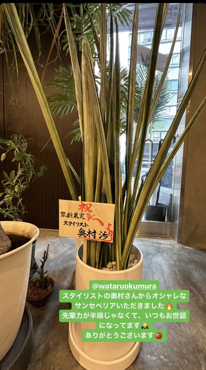 wataruokumura's tweet photo. @kindankajitsu 
昨日禁断果実が移転してオープンしました！
是非この植物の写真を撮って、私にリプライをしてください🤩 https://t.co/sgl9fYsHTH