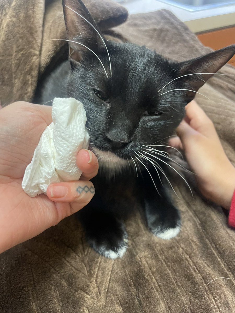 __jaayrock's tweet photo. Had to put my poor baby Puss down today… He got ran over lastnight &amp; couldn’t sustain his injuries. Gonna miss this lil face..😓😞❤️ https://t.co/lXbbMhKa1M