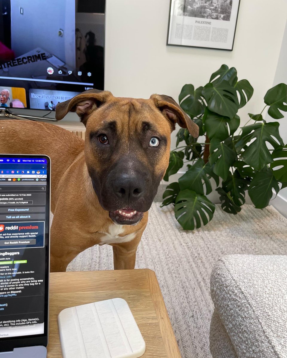 Elsie Alkurabi tweet media