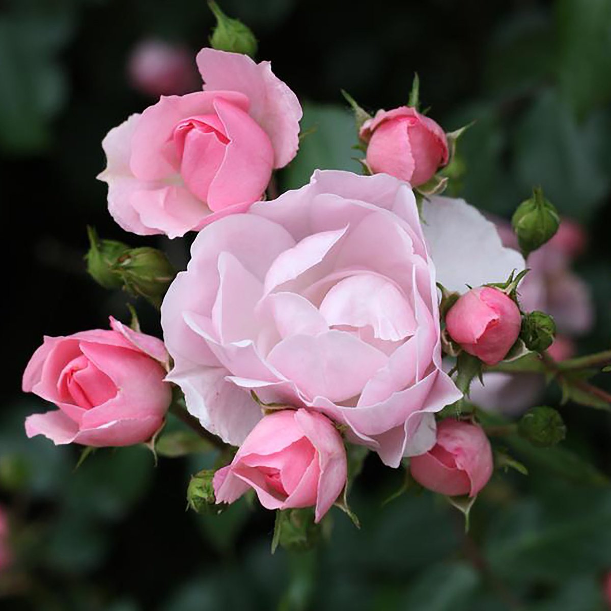 Alice_Vogue's tweet image. #Pretty_Flowers #Flowers #Smile #Spring