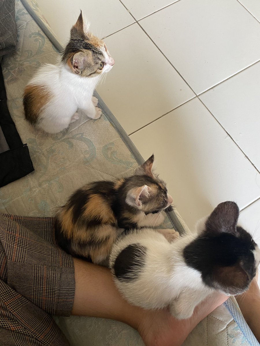 kochengfs's tweet photo. aku mau jual jualin nih maenan anak satunya serebuan ajaaa 🐈 https://t.co/1MOccNdaKS