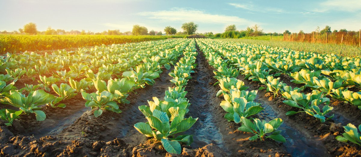floydkots's tweet photo. Are you a farmer? Let's partner to bring your farm produce directly to consumers 😃 

Simply go to https://t.co/a8K0ypzsxI 

#farming #farmproduce #sellfarmproduce https://t.co/Nho9pID1Ef