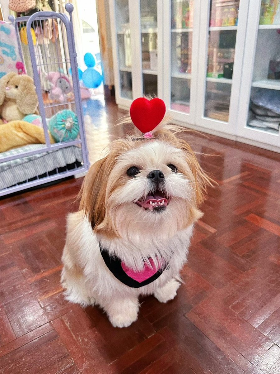 Happy Valentine's day from my Boo... tan 🐶💕✨

#NFTCommunity #BotanTheShihtzu #HappyValentinesDay