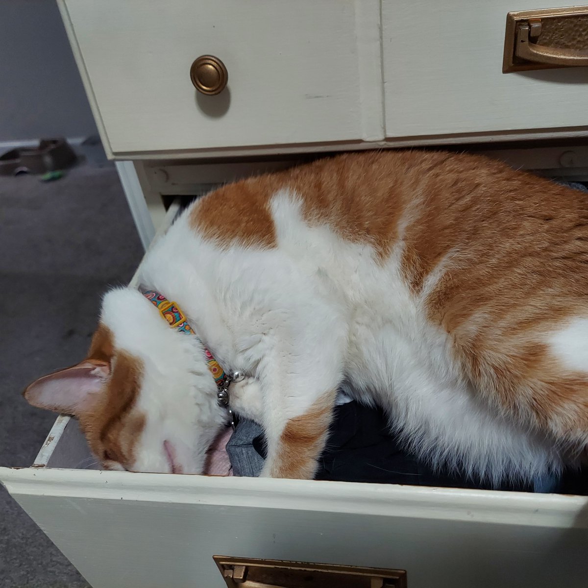 kaskopik's tweet photo. #Love is:

Finding your #cat nestled in your dresser drawers. 

#HappyValentinesDay ! https://t.co/vYUtN5PkQz