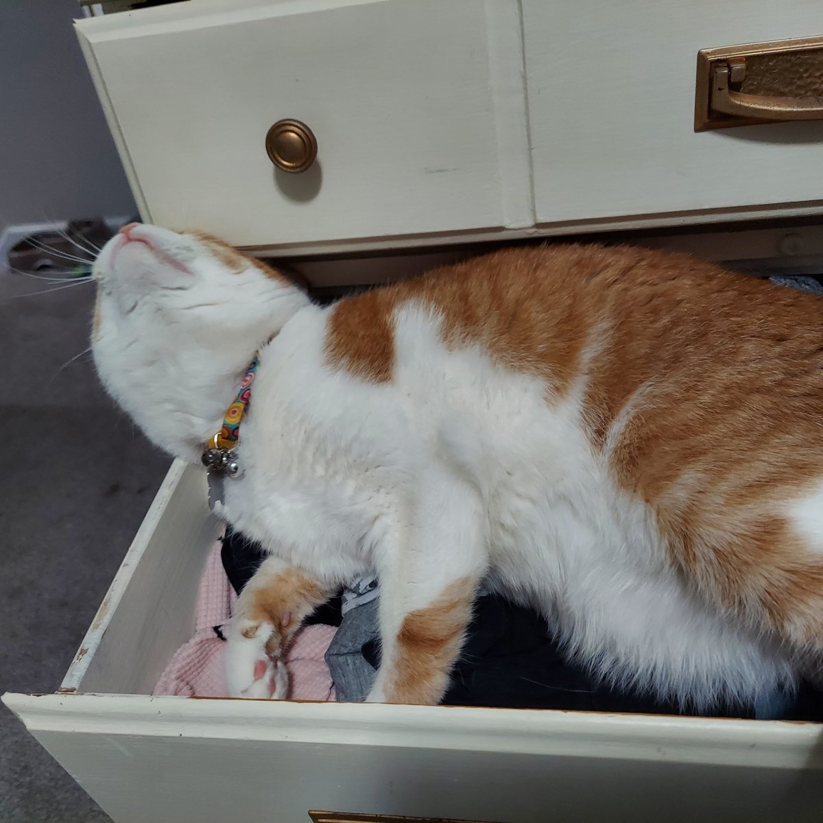 kaskopik's tweet photo. #Love is:

Finding your #cat nestled in your dresser drawers. 

#HappyValentinesDay ! https://t.co/vYUtN5PkQz