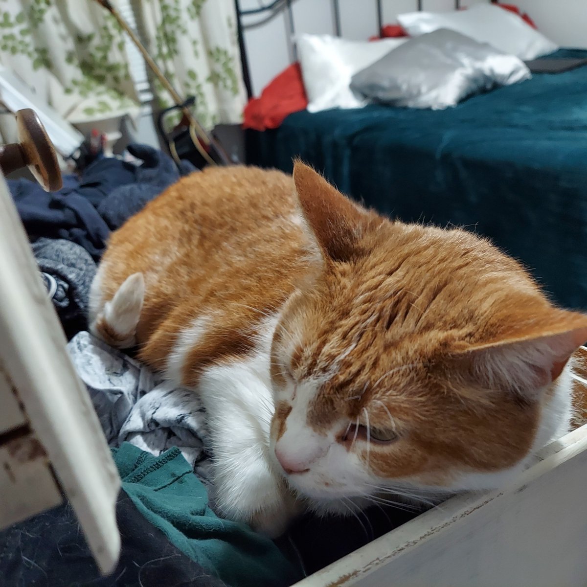 kaskopik's tweet photo. #Love is:

Finding your #cat nestled in your dresser drawers. 

#HappyValentinesDay ! https://t.co/vYUtN5PkQz