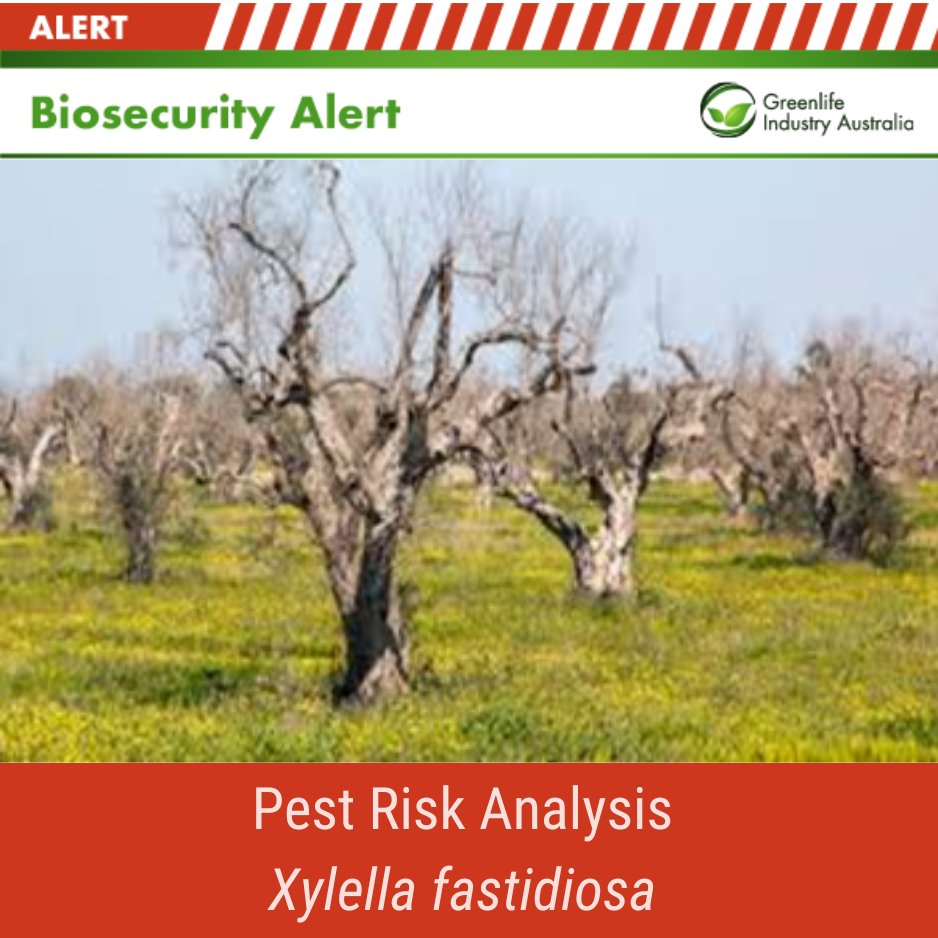 Have your say on @DAFFgov's proposed risk management measures to prevent Xylella species entering Australia. More info here: shorturl.at/mBN57 #biosecurity #ALERT #greenlife #horticulture #growers #pestmanagement #plantprotection #australia #plantnursery