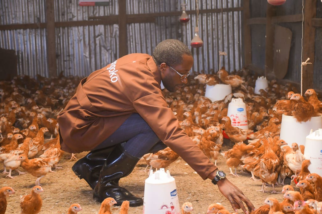 CGisairo's tweet photo. Good morning, friends! Those interested in Poultry Farming, you're always at liberty to pass through my farm in Amabuko for free lessons. The Engoko Centre is located a few meters from Amabuko junction on your way to Rigoma. https://t.co/J16XJGCo2R
