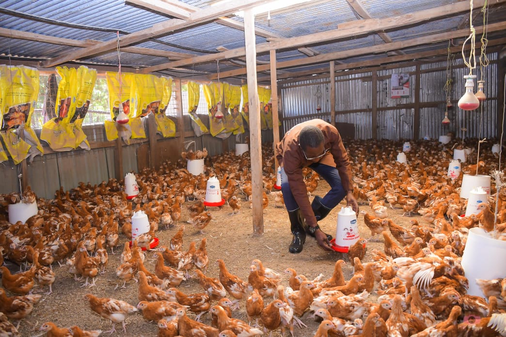 CGisairo's tweet photo. Good morning, friends! Those interested in Poultry Farming, you're always at liberty to pass through my farm in Amabuko for free lessons. The Engoko Centre is located a few meters from Amabuko junction on your way to Rigoma. https://t.co/J16XJGCo2R
