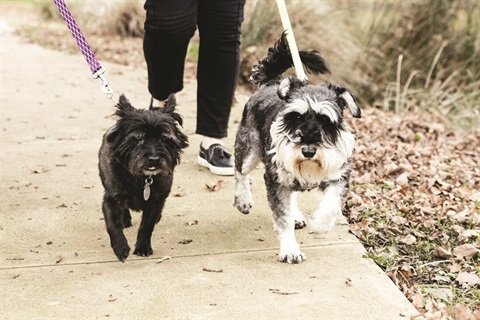 Pet owners are being reminded to pay their annual domestic animal registration fees before Monday 10 April. Learn how at go.vic.gov.au/40BhaHQ #CorangamiteShire #Dog #Cat